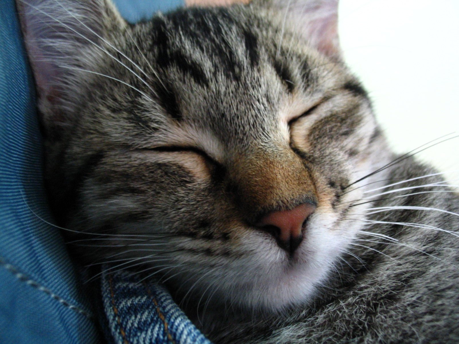 american_shorthair4