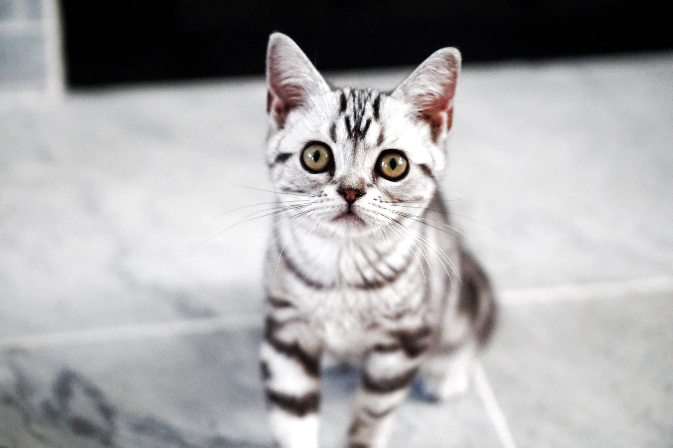 american_shorthair5