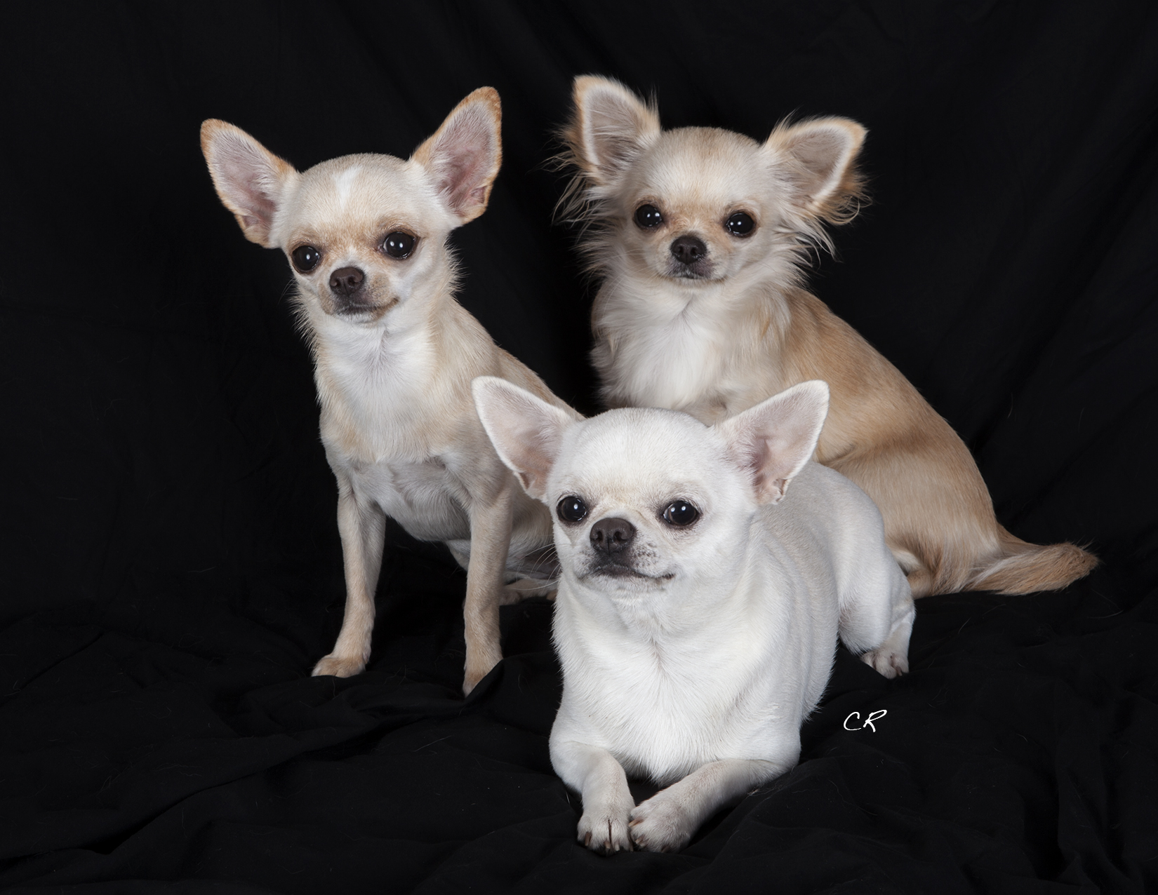 chihuahua5