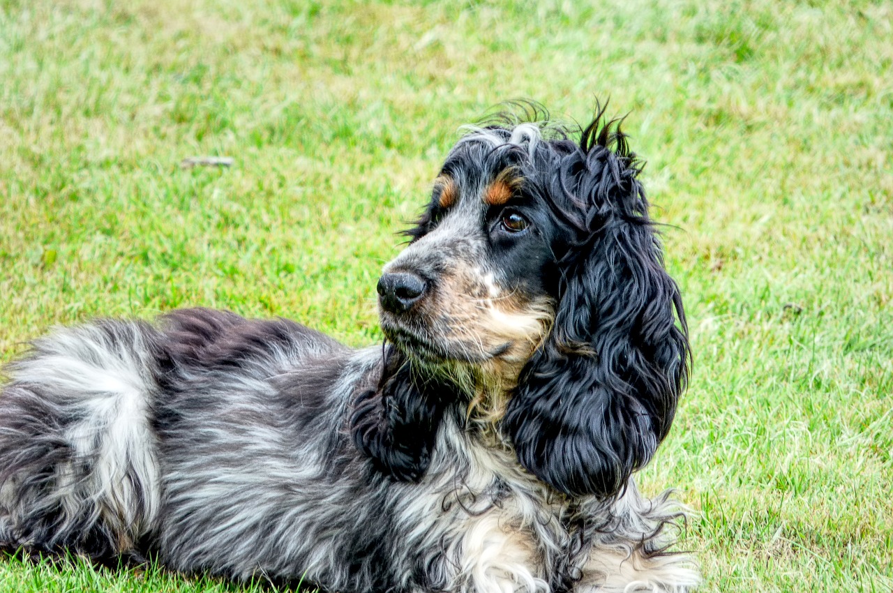 cocker_spaniel4