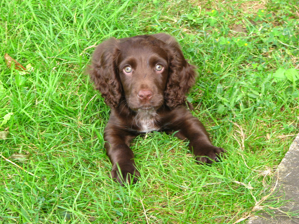 cocker_spaniel5