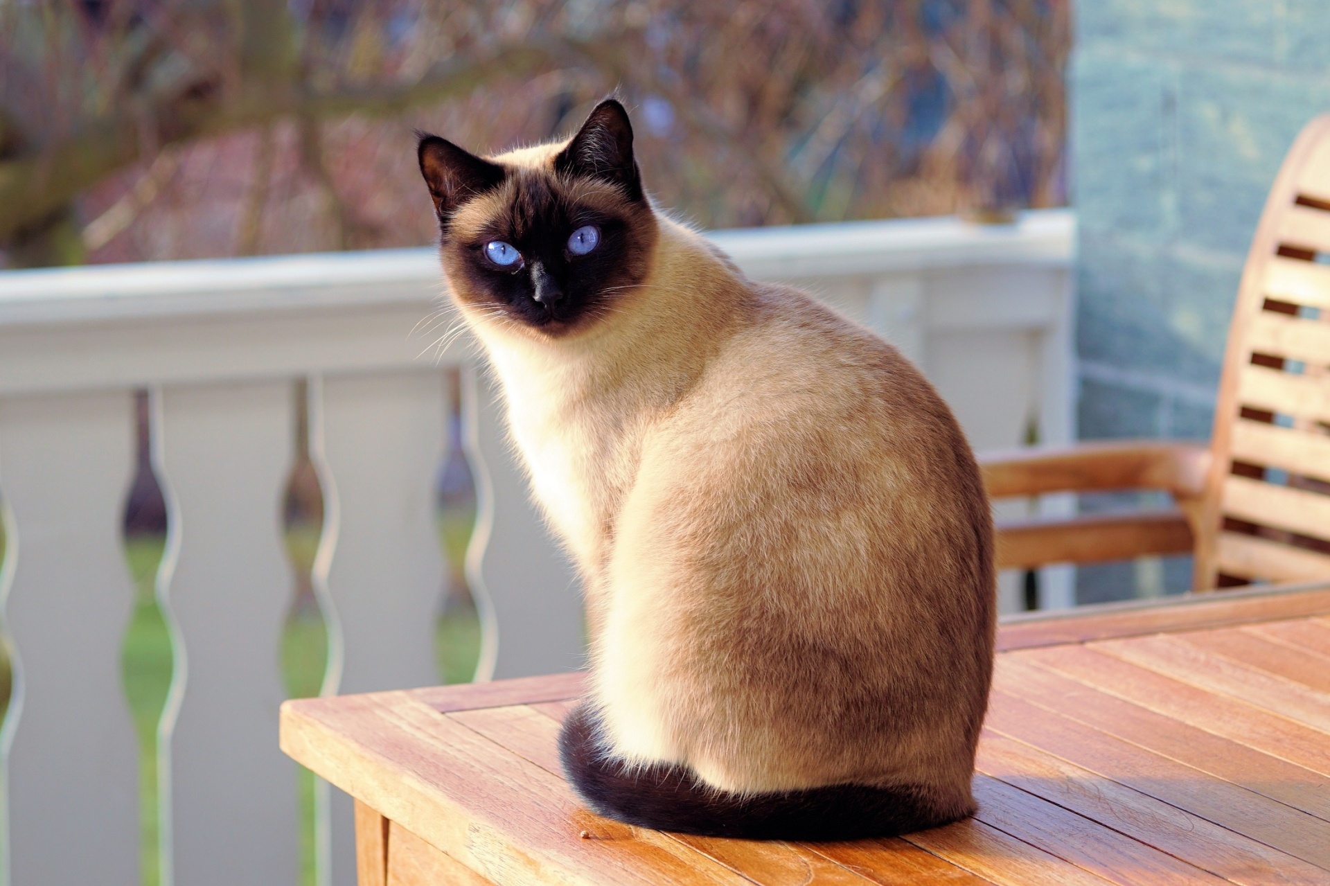 siamese1