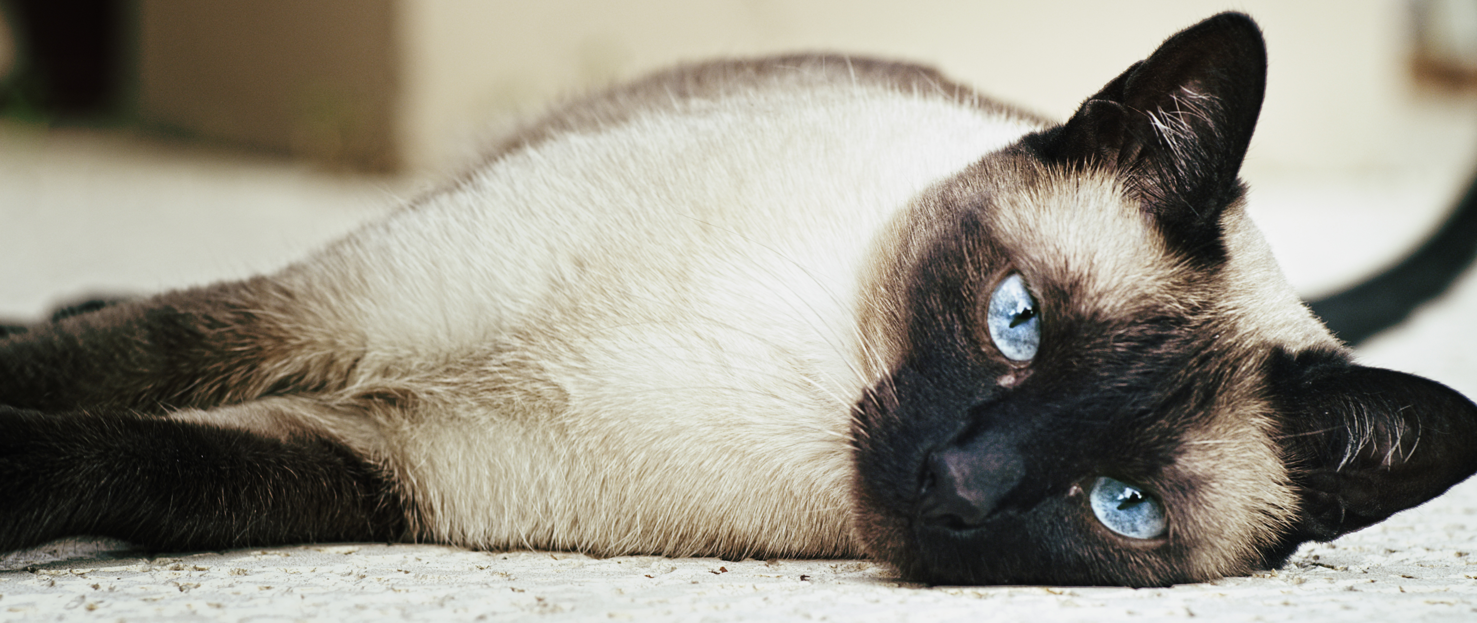 siamese2
