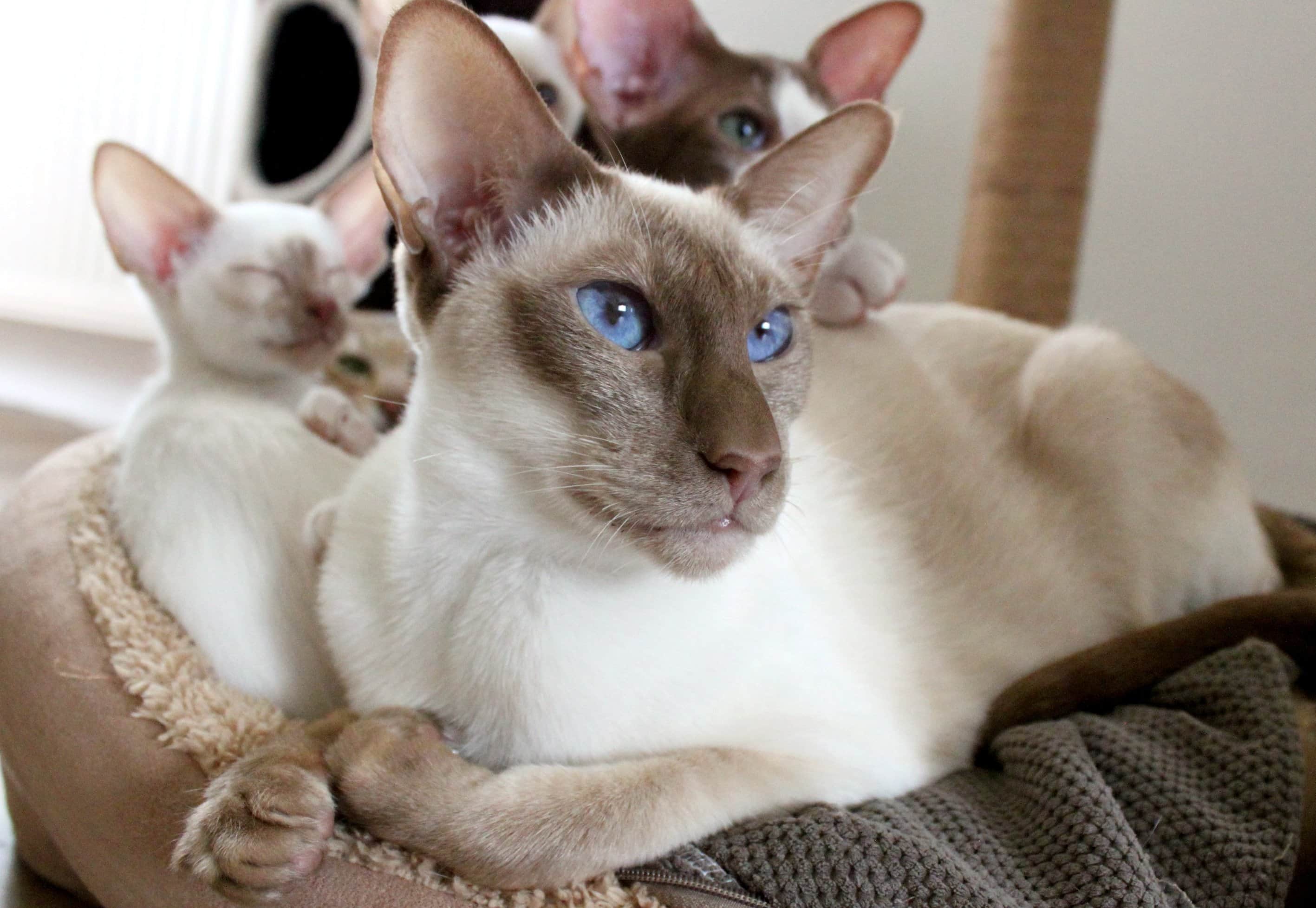 siamese3